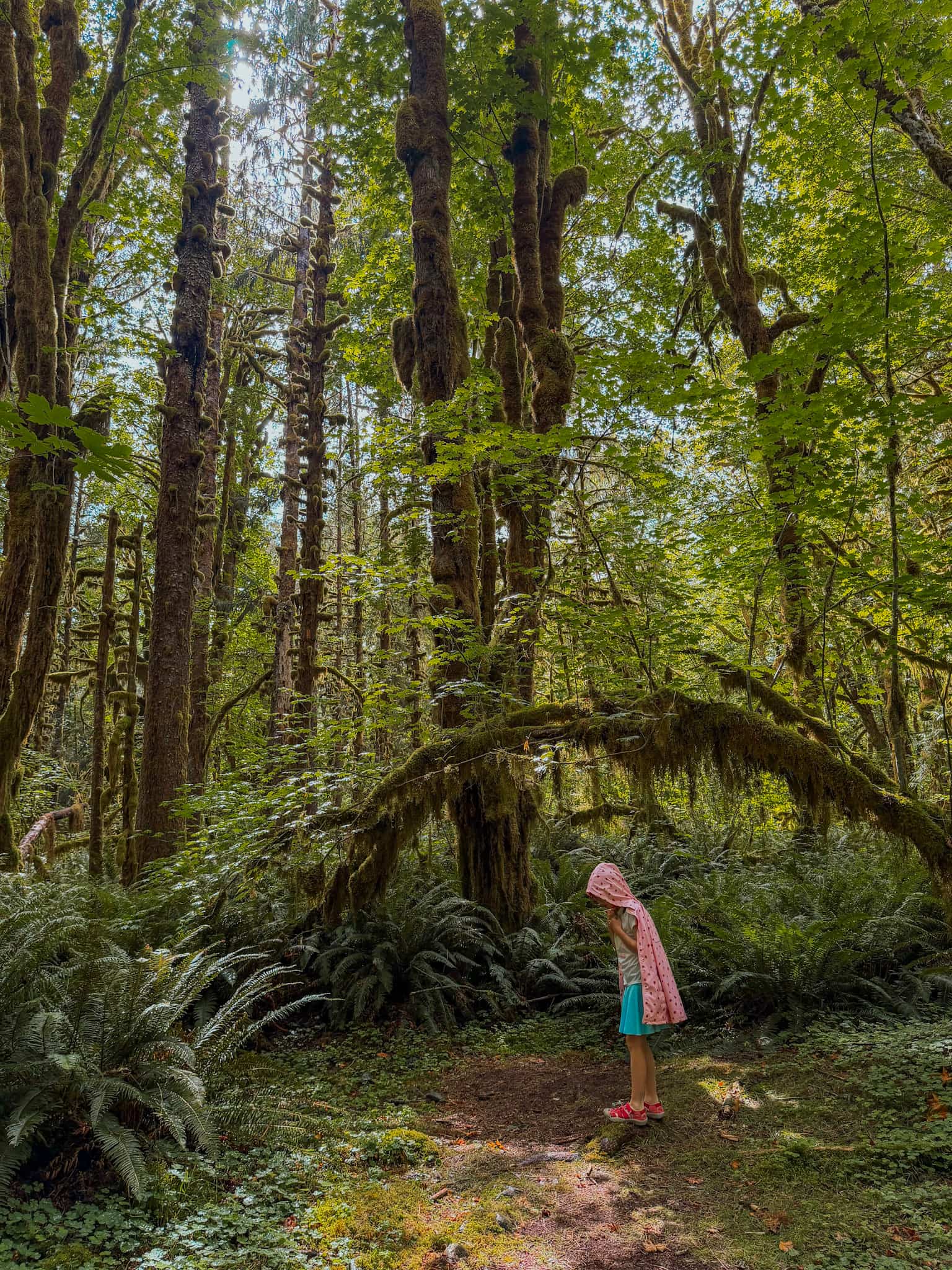 quinault rainforest olympic national park with kids