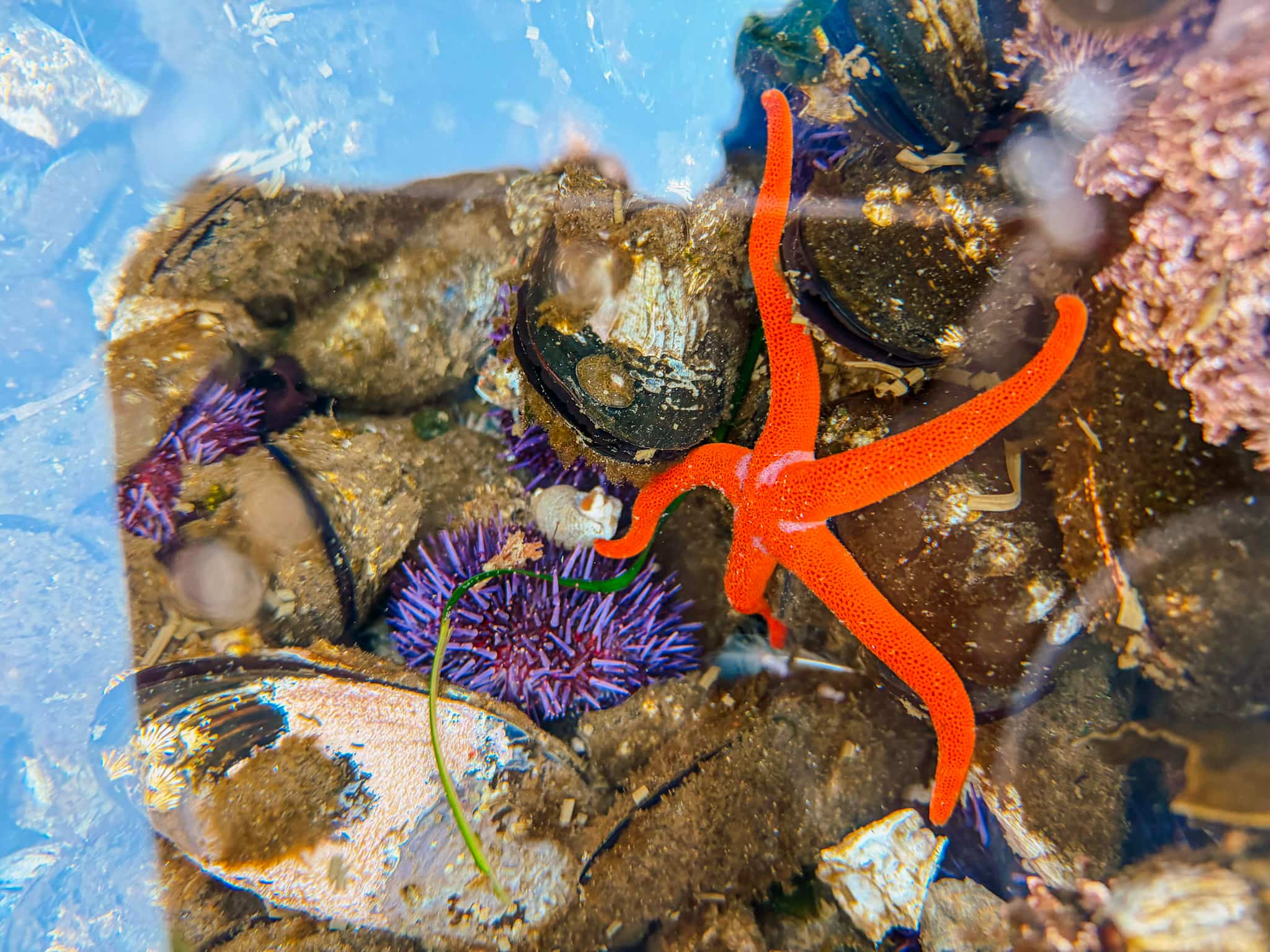tide pooling