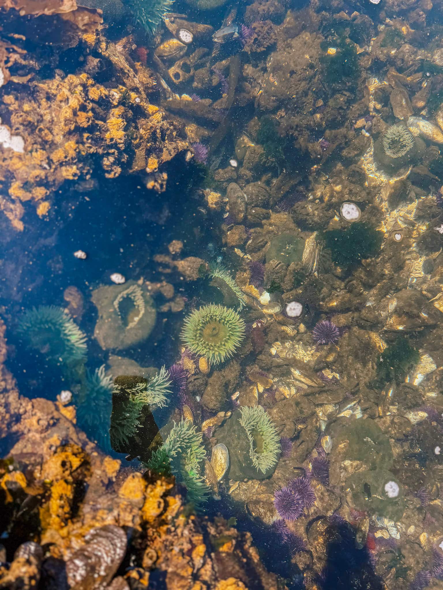 salt creek recreation area olympic national park