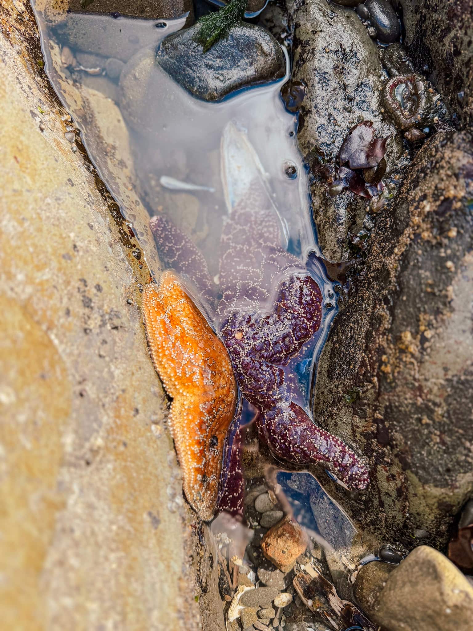 second beach olympic national park with kids