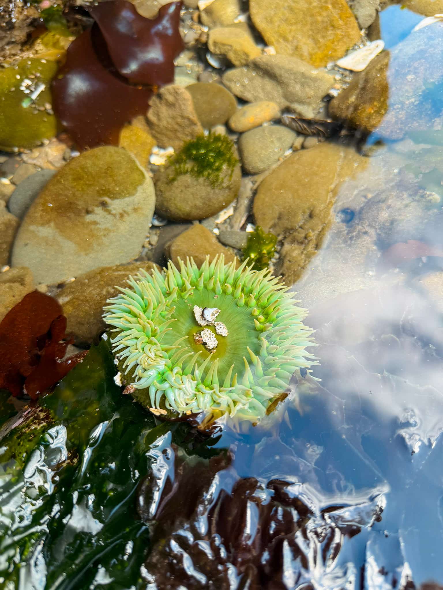 tide pool second beach olympic national park