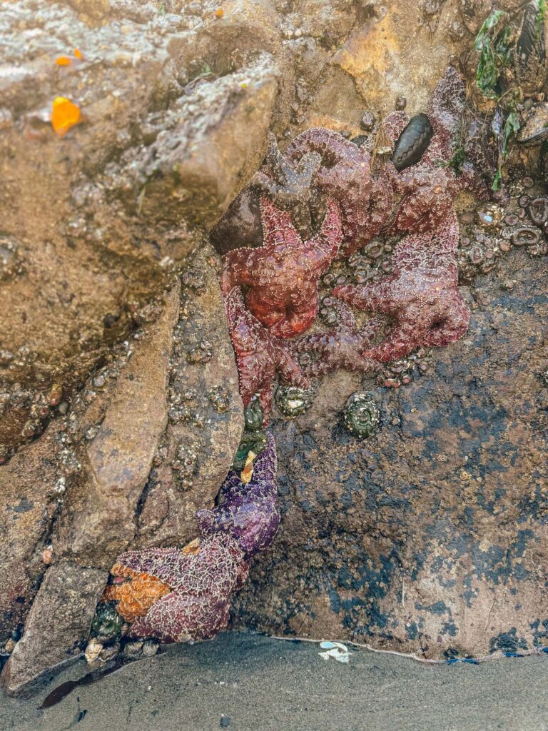 tide pooling in olympic national park