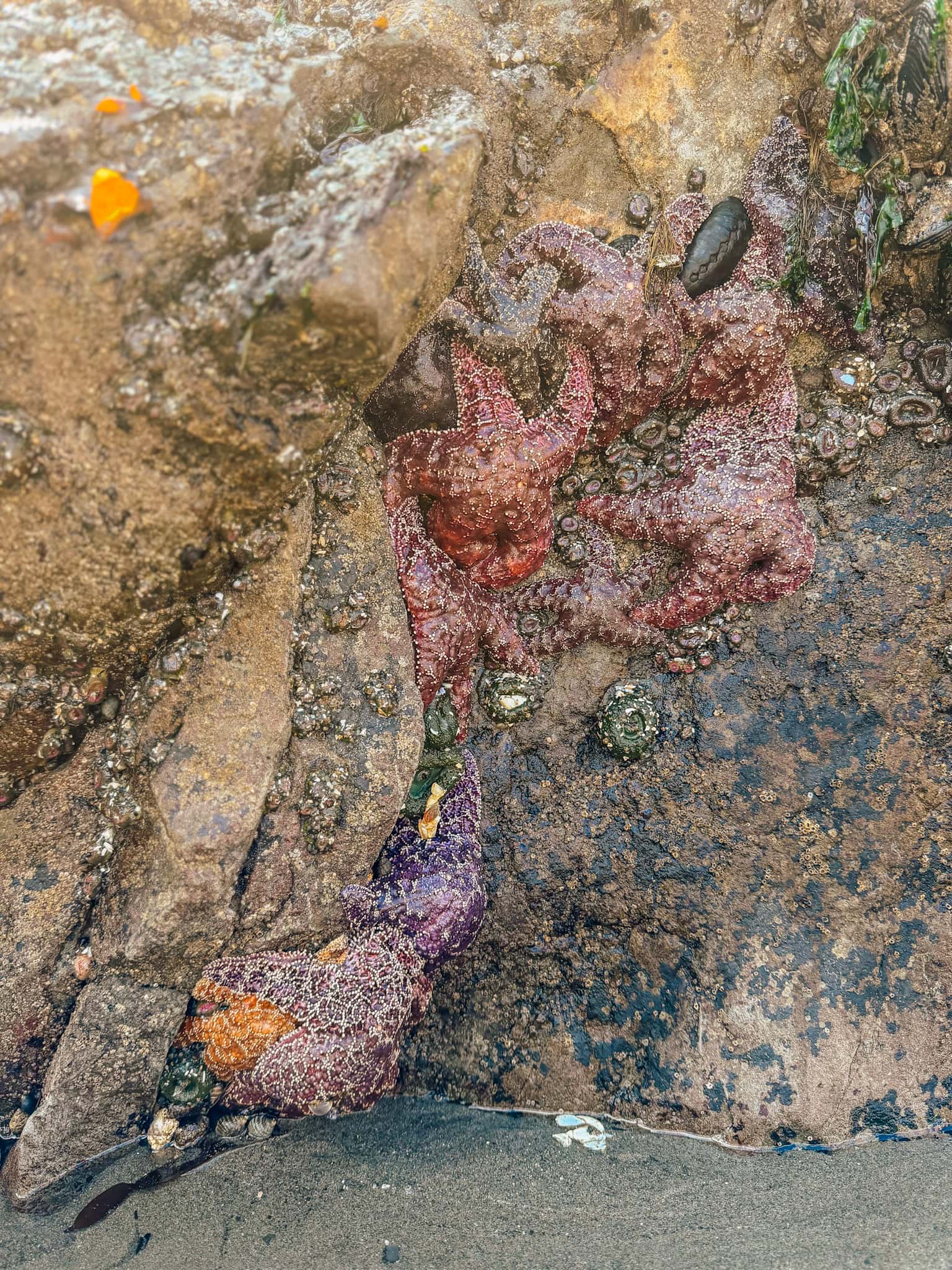 tide pool second beach olympic national park