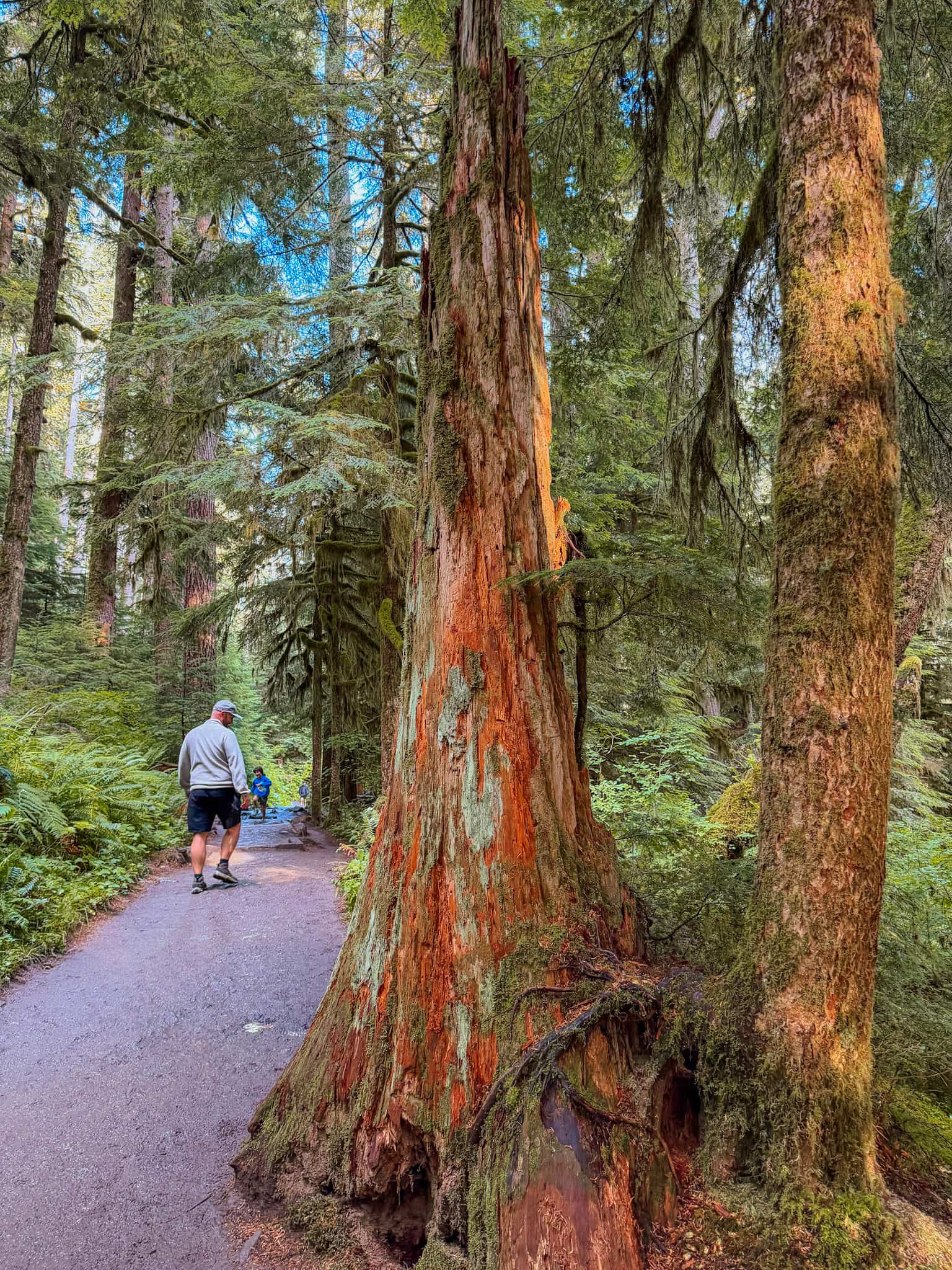 sol duc falls trail olympic national park 