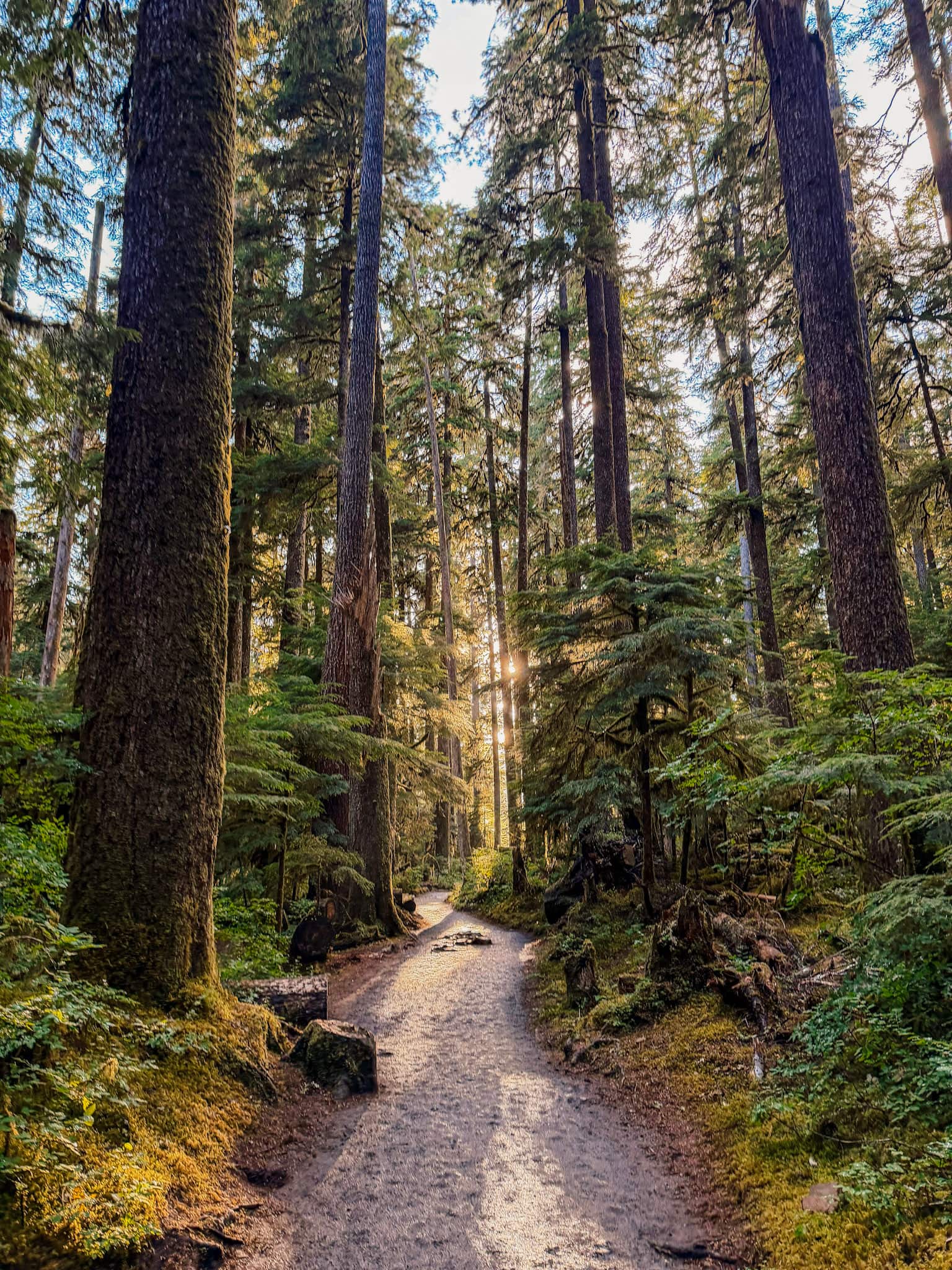 sol duc falls trail olympic national park road trip
