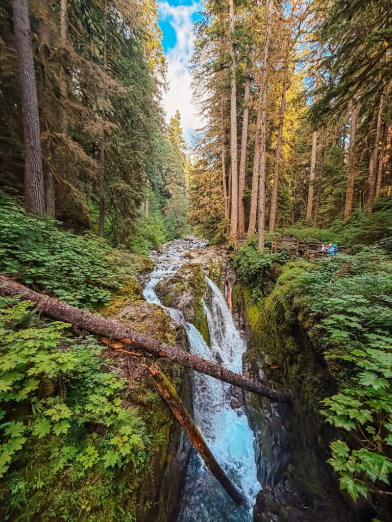 olympic national park with kids