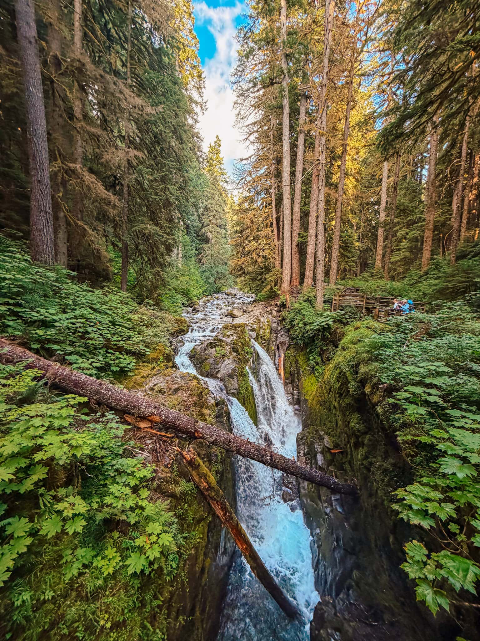 olympic national park with kids
