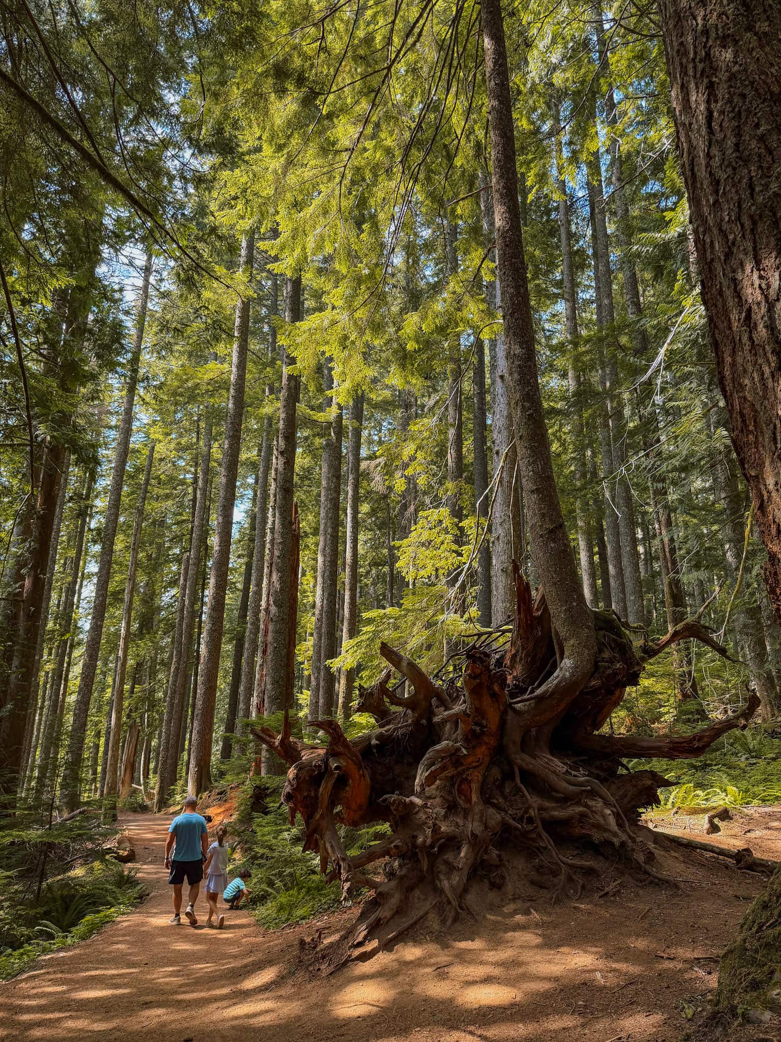 trail of shadows mt rainier