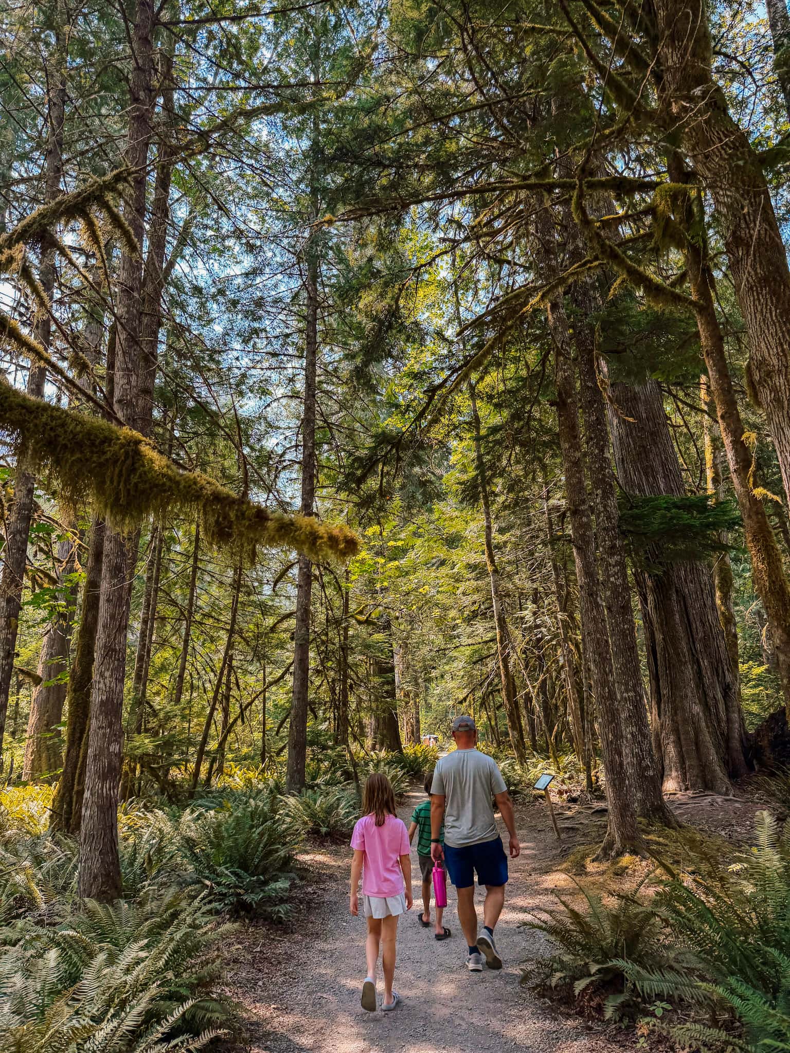 trail of the cedars; hiking in north cascades 