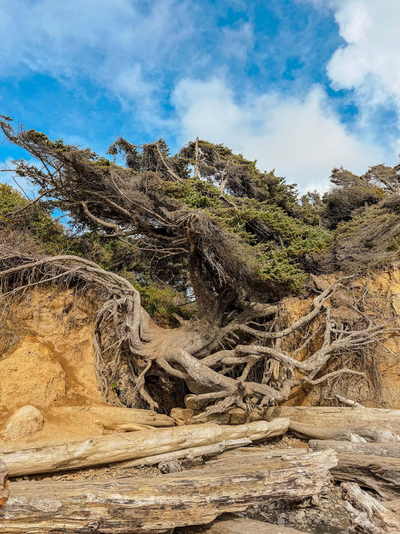 tree of life olympic national park
