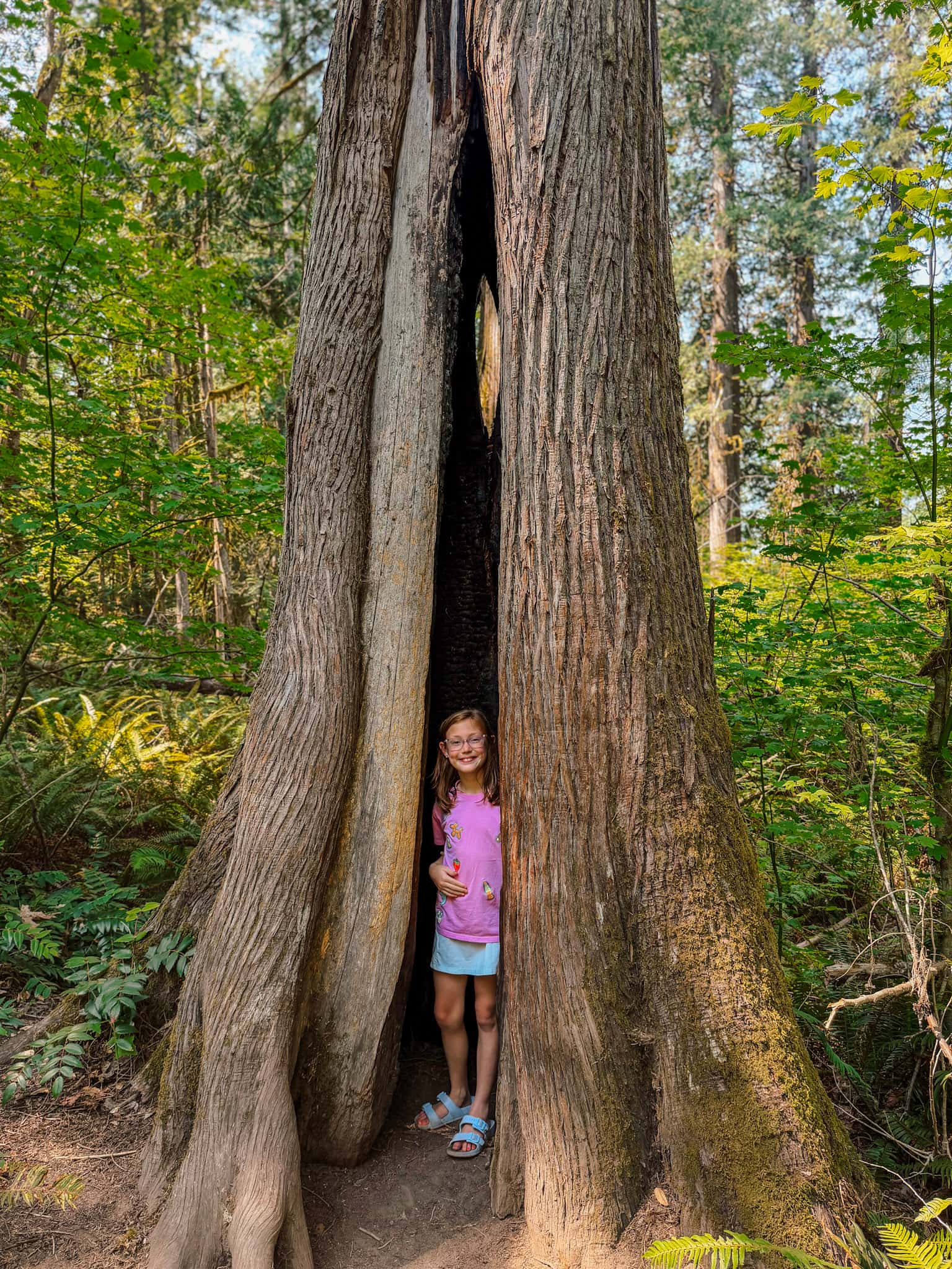 trail of the cedars north cascades