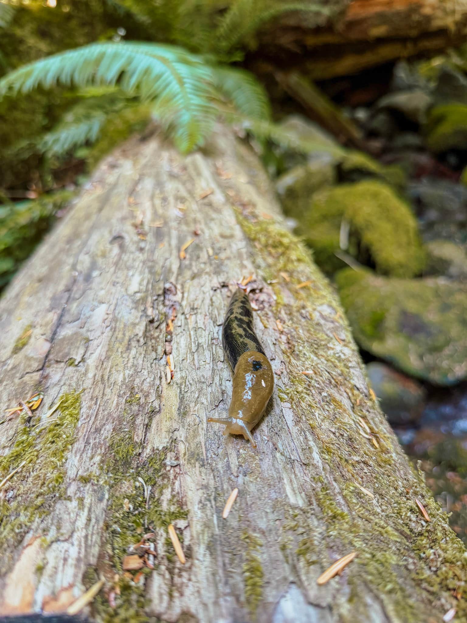 banana slug in Mt rainier national park with kids