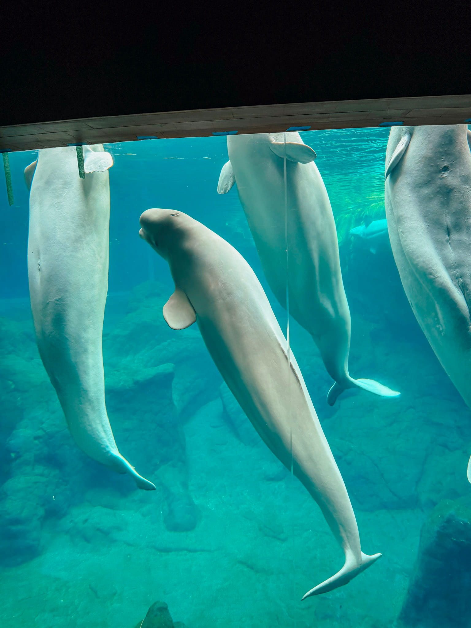 beluga whales