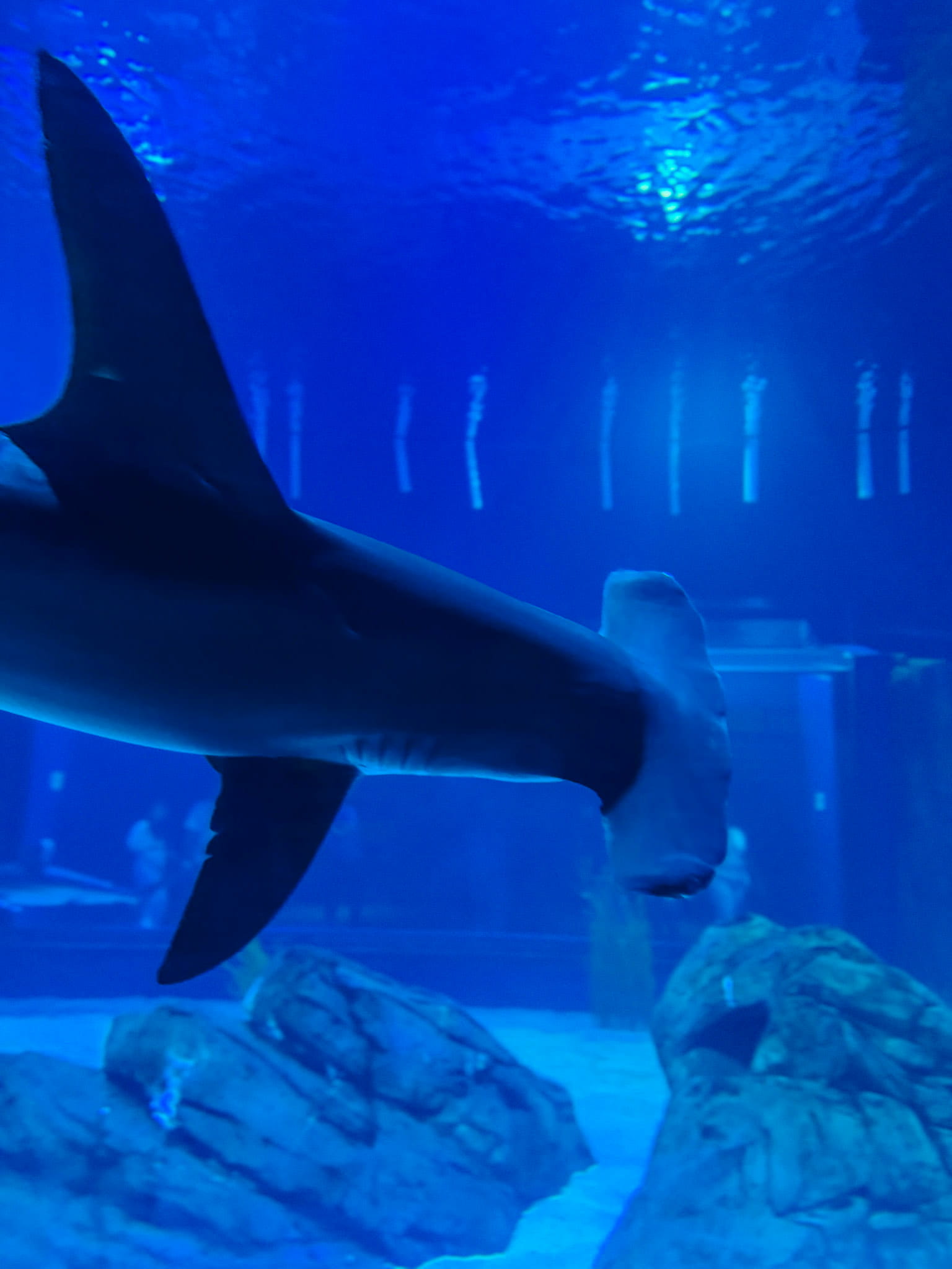 hammerhead shark georgia aquarium