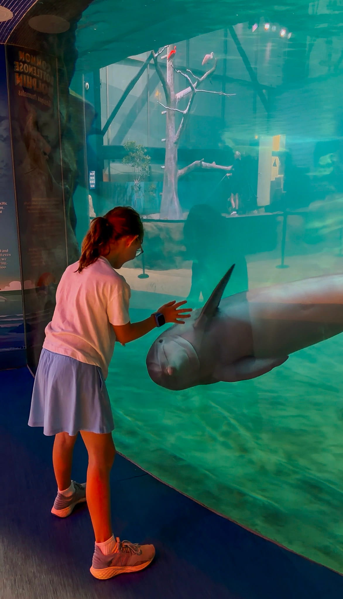 dolphin georgia aquarium