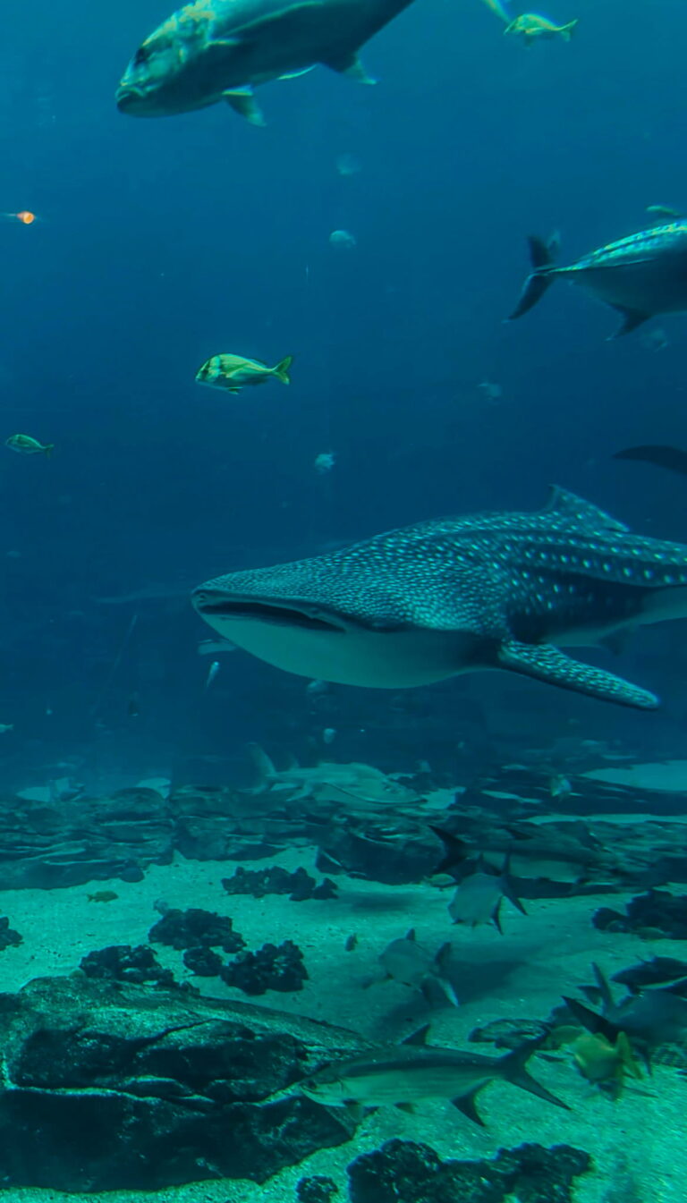 Georgia aquarium