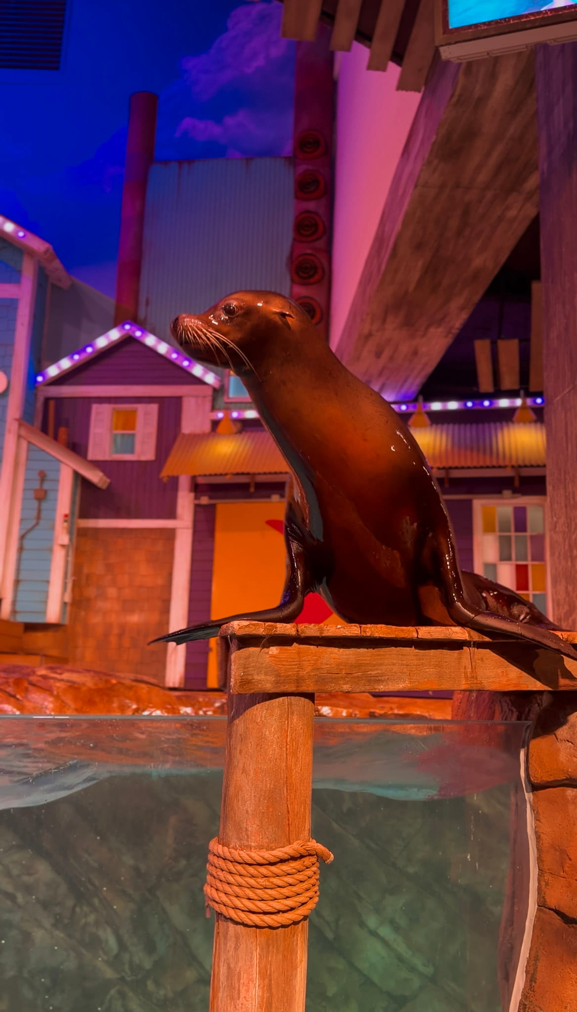 sea lion presentation georgia aquarium