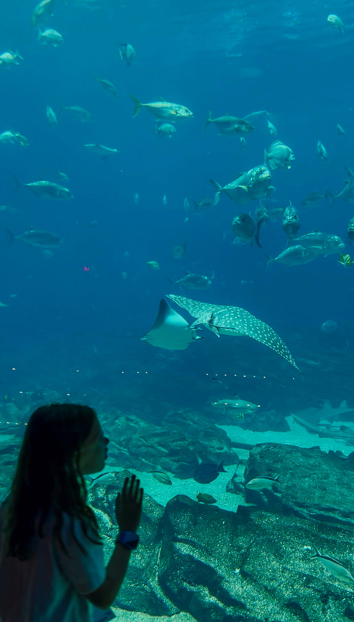 georgia aquarium with kids