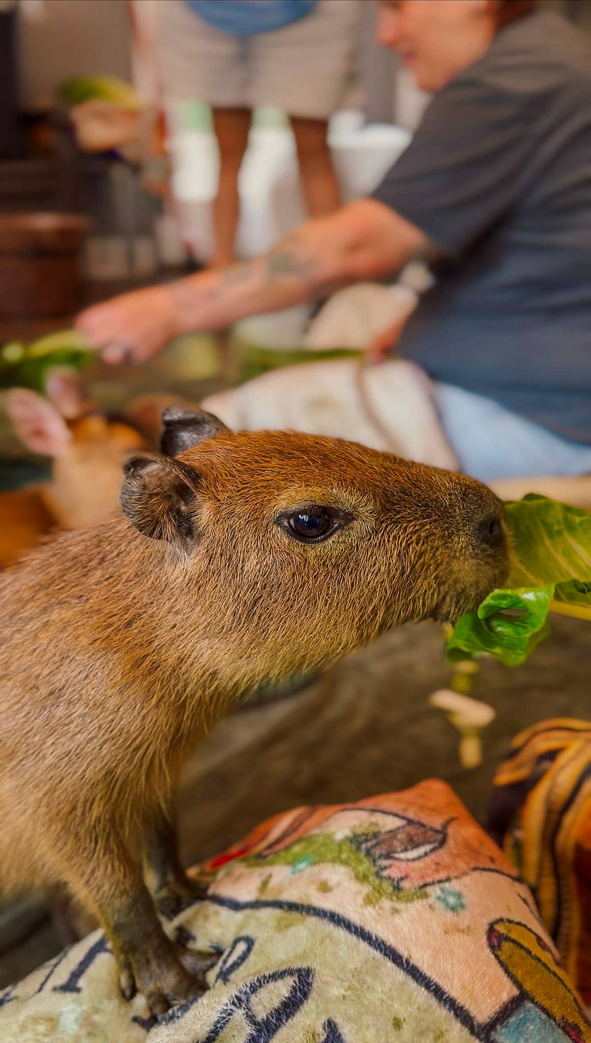 capybara cafe helen