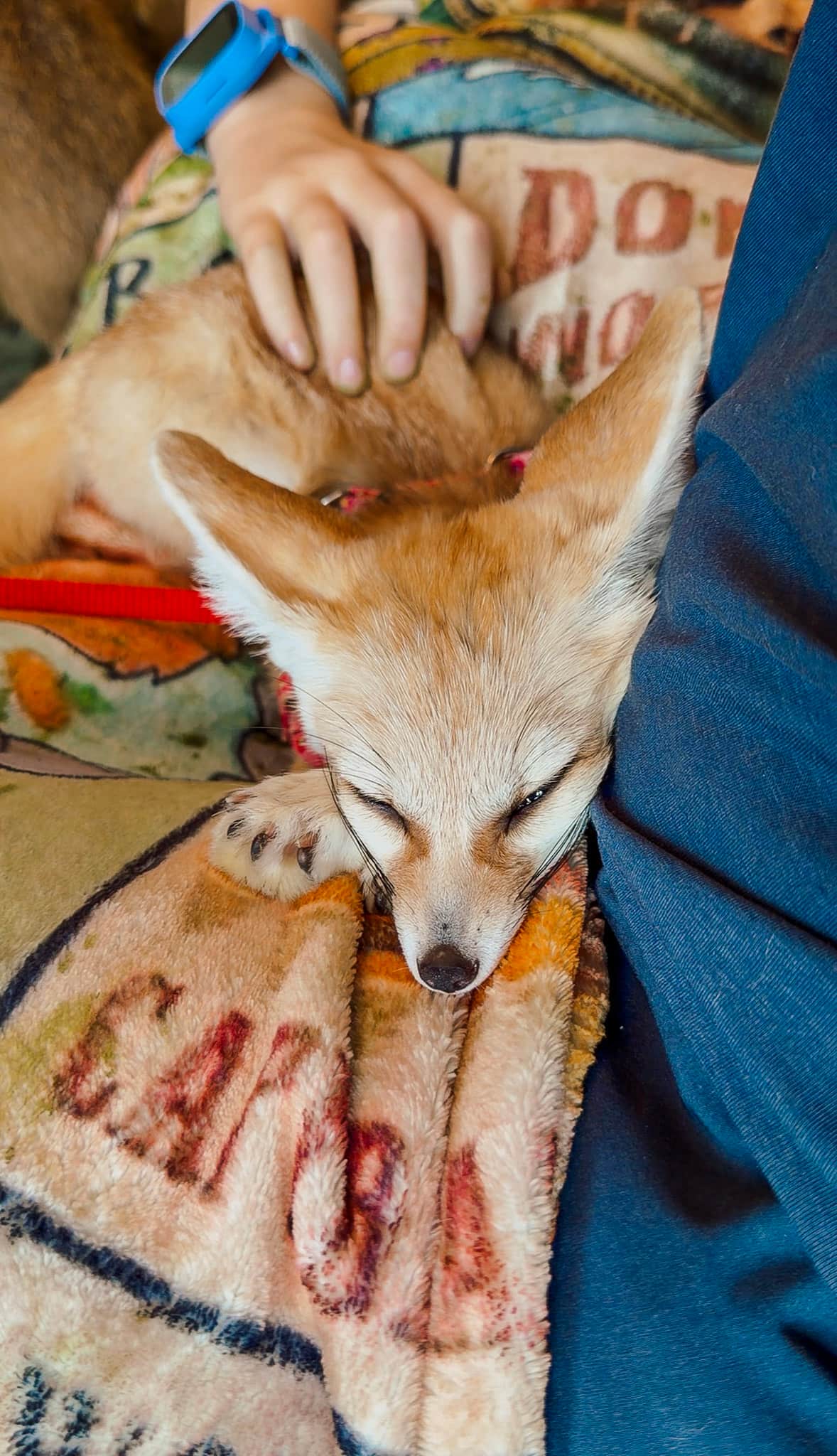 fennec fox capybara cafe helen georgia 