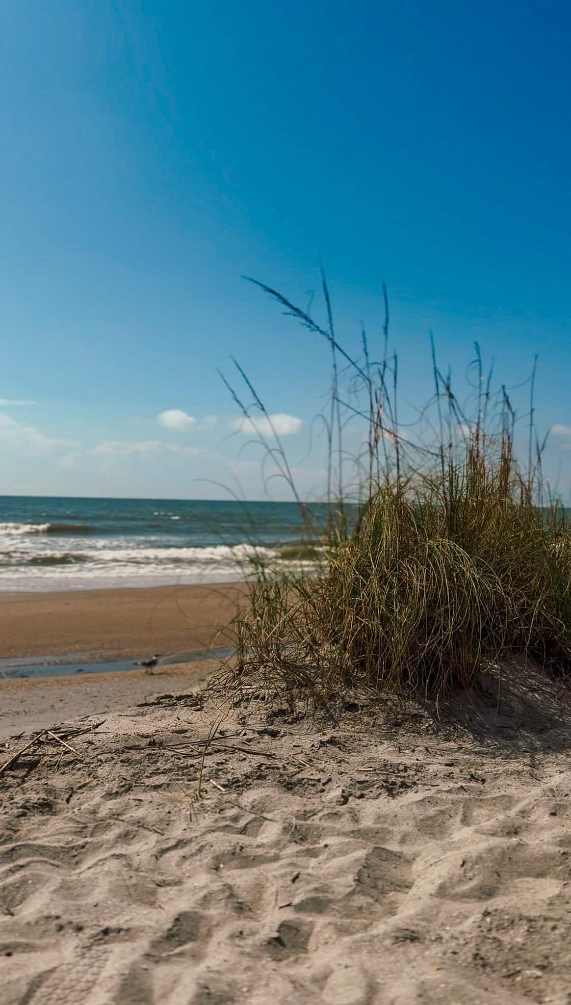 isle of palms