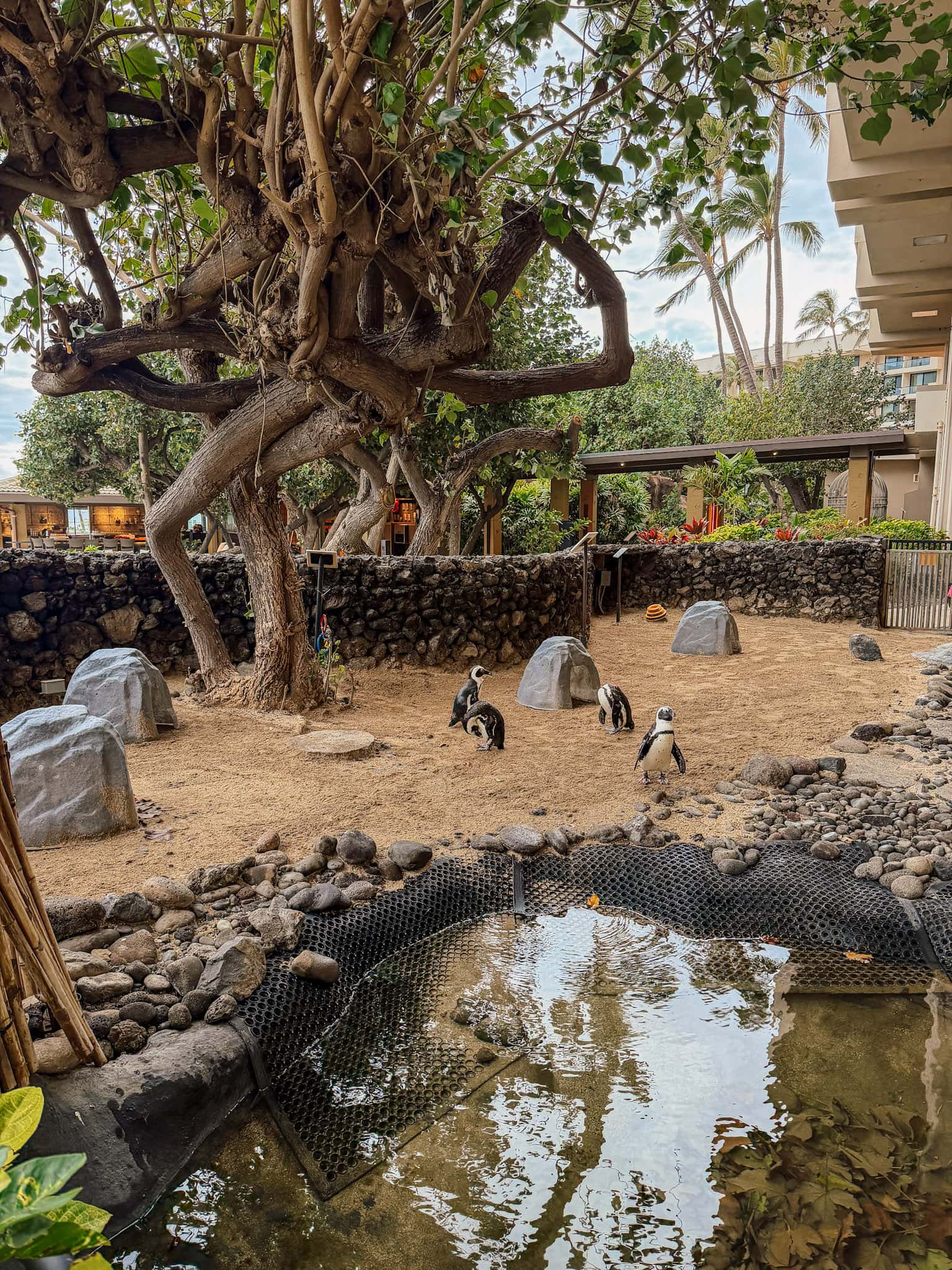 hyatt regency maui with kids